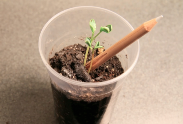 Sprout : Un crayon papier et une graine