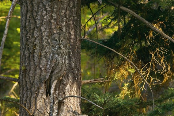 Vanishing Act, l’art du camouflage en nature