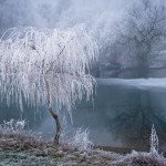 Frost – Des arbres en hiver