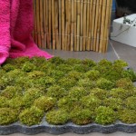 Larosée : un tapis de bain végétal