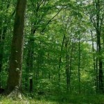 A Forest Year : Une année en forêt (timelapse)