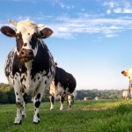 Biogaz et autonomie énergétique