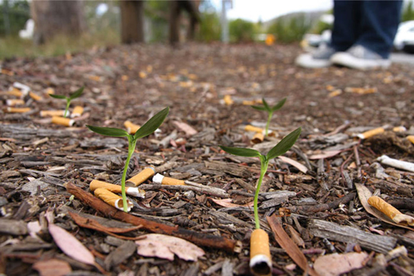 Cigg Seeds