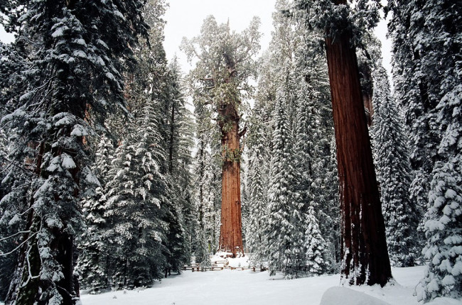 the-president-tree-1
