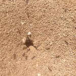 Antmaps – Une cartographie des fourmis