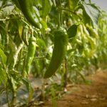 Du champs à l’assiette [ gaspillage alimentaire ]
