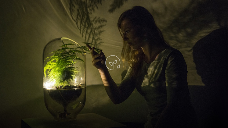 Alimenter une lampe avec l’énergie d’une plante