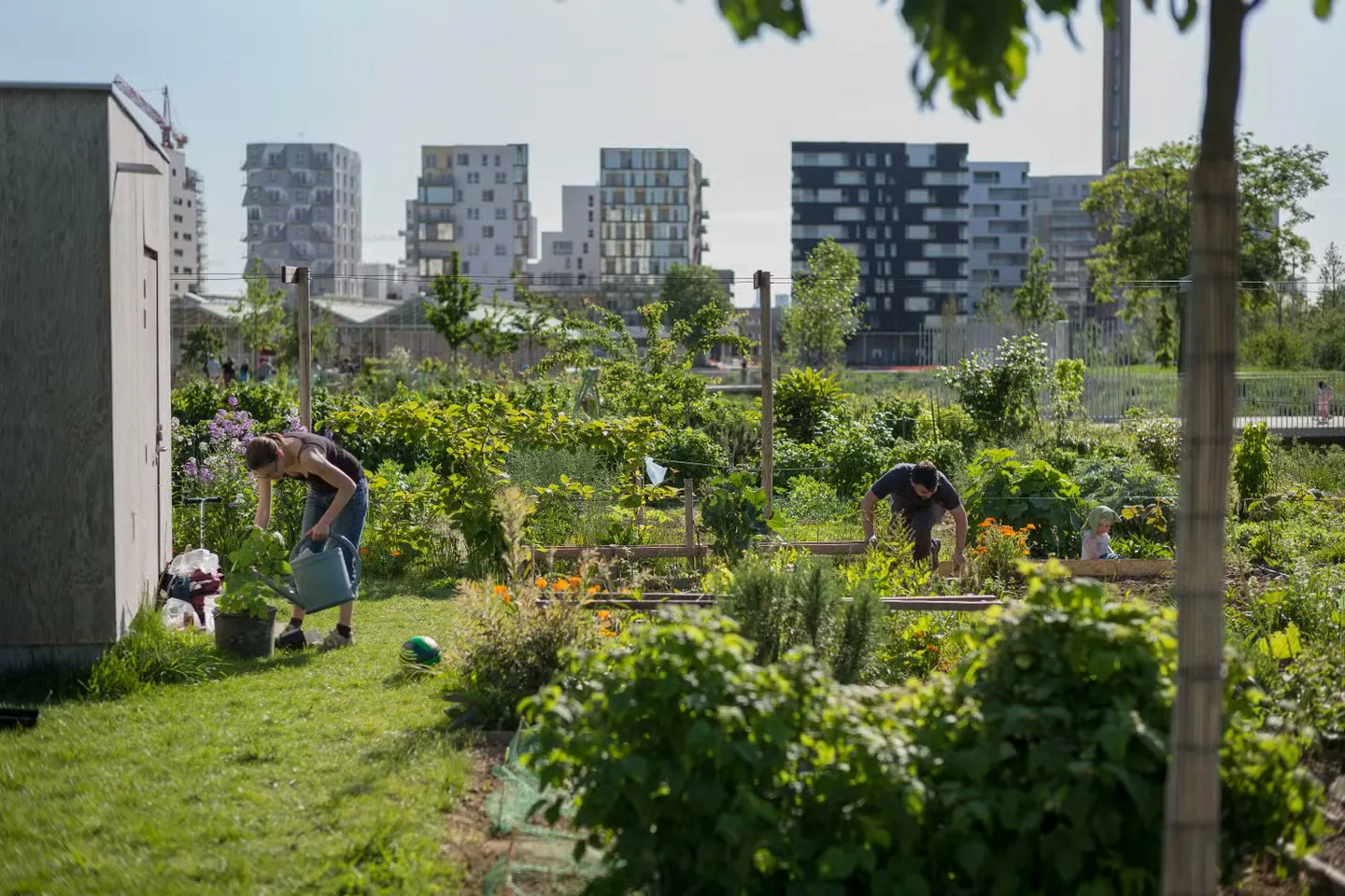 L’agriculture urbaine, jardin sur la ville !