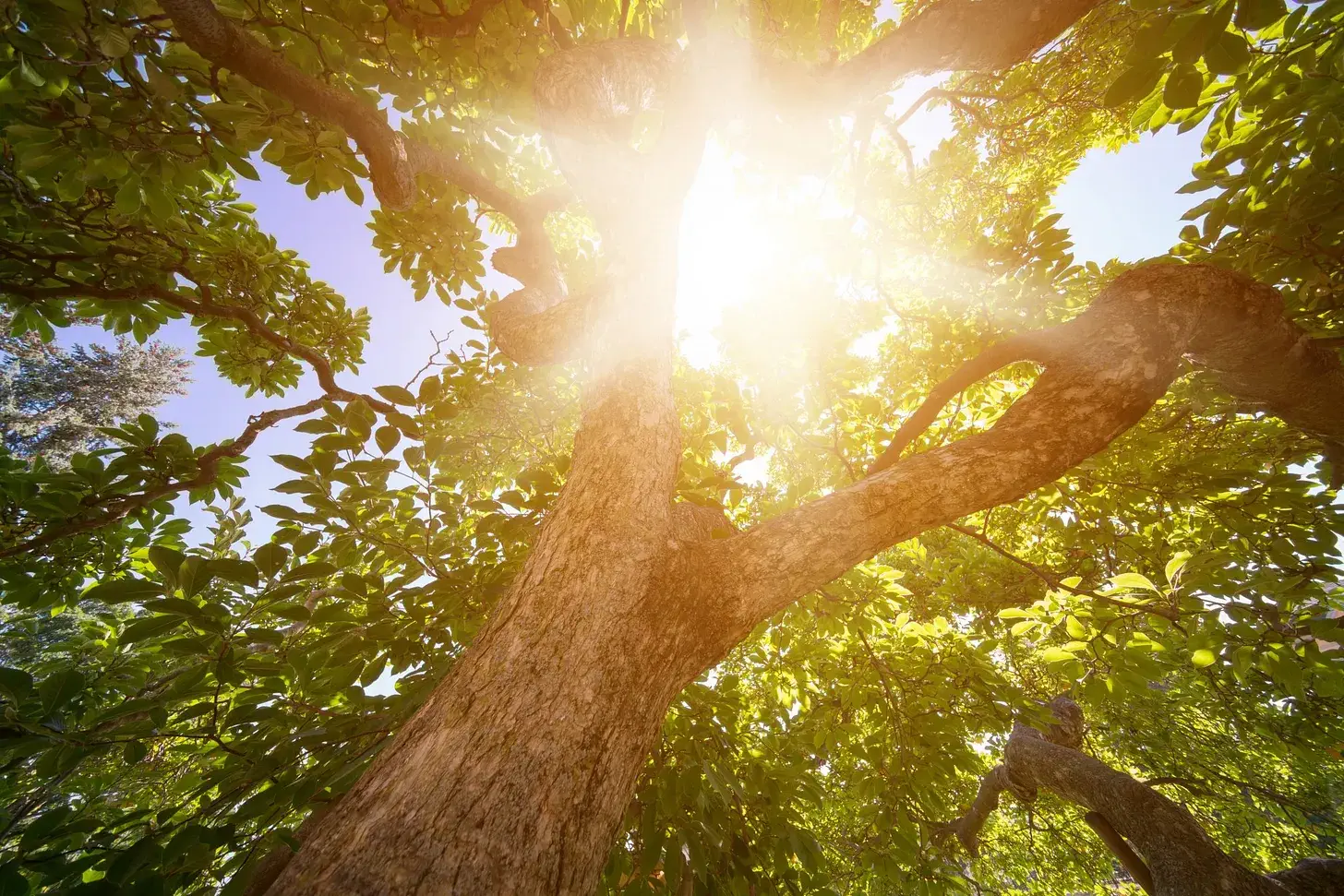 Villes à +40°C : quelles plantes tiendront ?